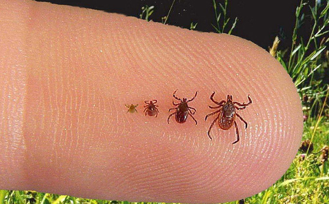 muscatura capusa