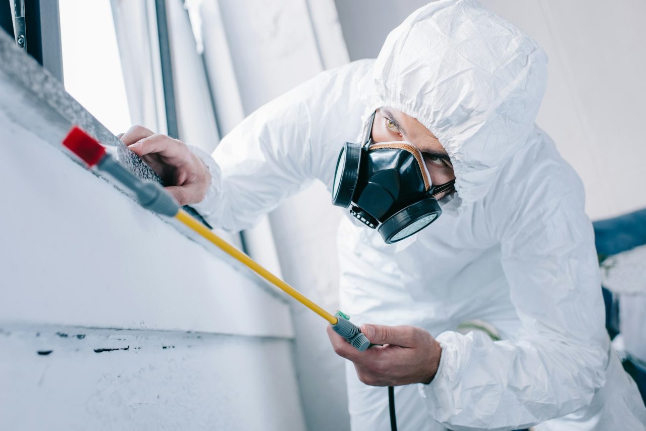 servicii dezinsectie Bucuresti