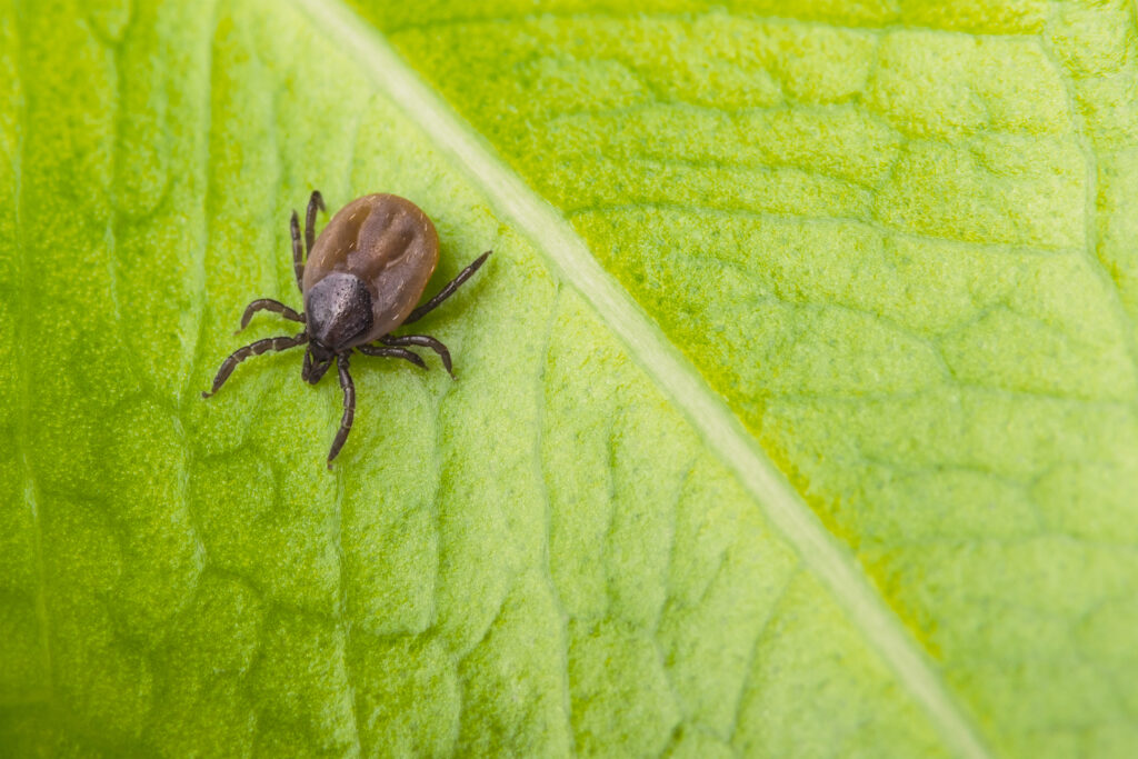 capusa boala lyme