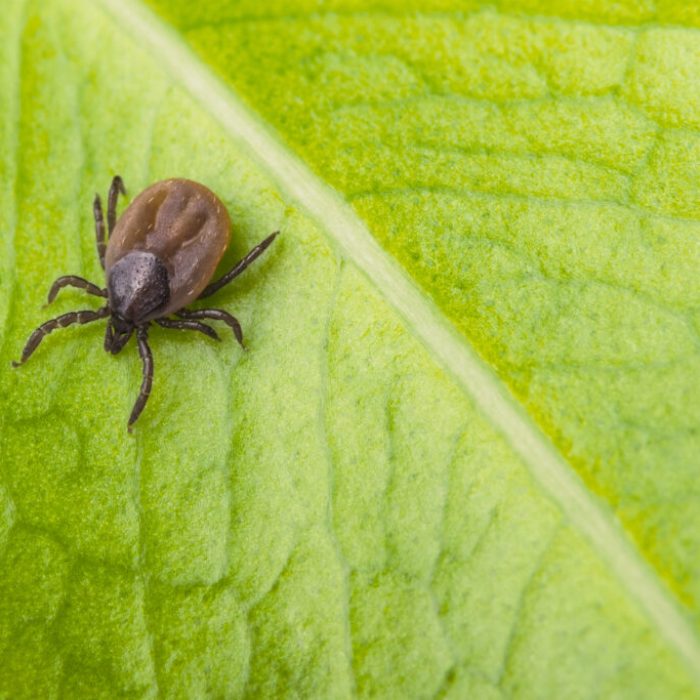 capusa boala lyme